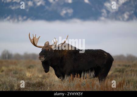 Orignal bœuf debout en arbuste avec un banc de brouillard en arrière-plan, parc national de Grand Teton, Wyoming Banque D'Images