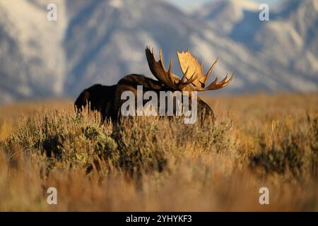 Grand orignal Shiras dans le parc national de Grand Teton, Wyoming Banque D'Images