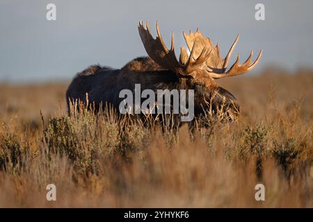 Grand orignal Shiras dans le parc national de Grand Teton, Wyoming Banque D'Images