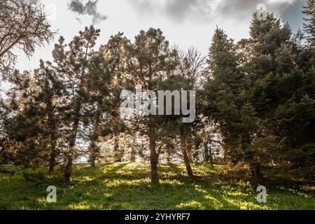 Pins (ou sapins) silhouettés contre la lumière au lever du soleil. L'image capture la beauté naturelle des forêts de pins et l'atmosphère sereine de Banque D'Images