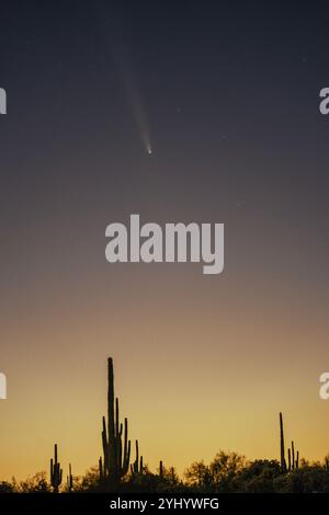 Une comète s'élève dans le ciel nocturne au-dessus du cactus Saguaro dans le désert près de Phoenix, Arizona Banque D'Images