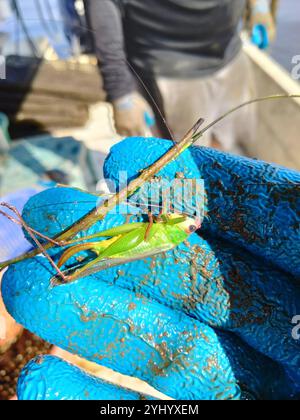 Belle prairie Katydid (Orchelimum pulchellum) Banque D'Images