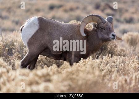 Un mouflon rétro-éclairé se dresse parmi les arbustes du National Elk refuge près de Jackson, Wyoming. Banque D'Images