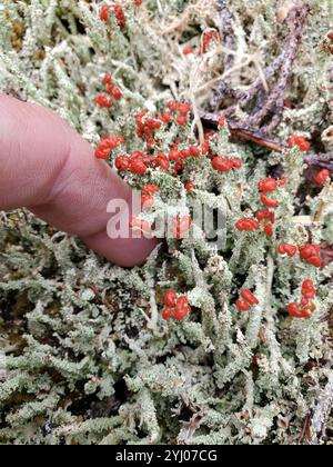 Soldats jouets (Cladonia bellidiflora) Banque D'Images