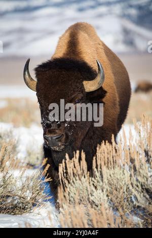 Un bison-taureau solitaire marchant dans un grand champ d'arbustes et de neige. Parc national de Grand Teton, Wyoming Banque D'Images