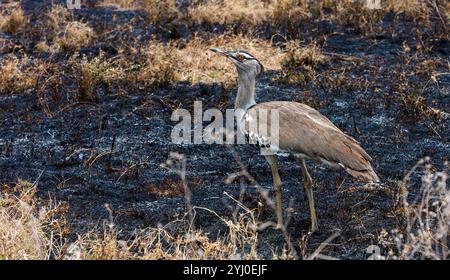 Kori Bustard dans Burnt Crass East Africa Banque D'Images