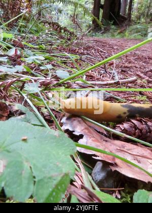 Button's Banana Slug (Ariolimax buttoni) Banque D'Images