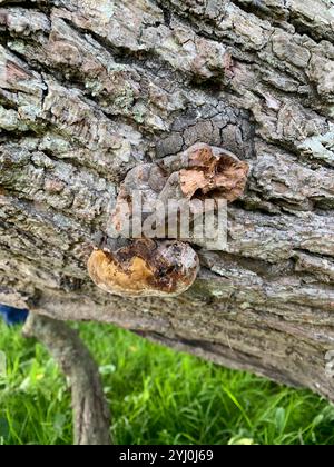 Support de coussin (Phellinus pomaceus) Banque D'Images