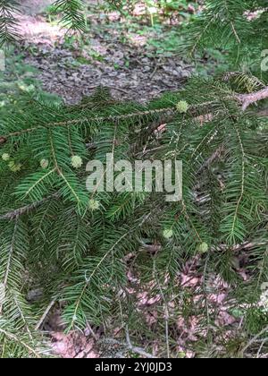 Adelgid (Adelges abietis) Banque D'Images