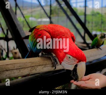 Un vibrant Scarlet Macaw tend la main pour prendre une friandise d'une main humaine. Ses plumes rouges, bleues et jaunes brillantes créent un contraste saisissant avec th Banque D'Images