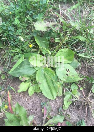 Plantain américain (Plantago rugelii) Banque D'Images
