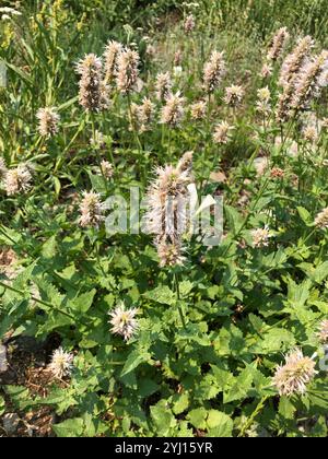 Hysope géant à feuilles d’ortie (Agastache urticifolia) Banque D'Images