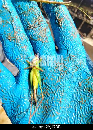 Belle prairie Katydid (Orchelimum pulchellum) Banque D'Images