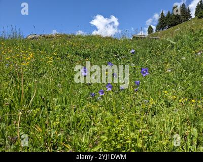 (Campanule à larges feuilles Campanula rhomboidalis) Banque D'Images