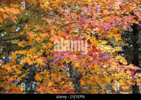 Fond de texture abstraite plein cadre de feuilles de couleur d'automne brillantes sur un arbre d'érable rouge (Acer rubrum) Banque D'Images