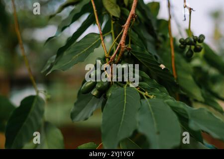 Gros plan d'une branche de plante noni avec de grandes feuilles vertes brillantes et un jeune fruit noni. La verdure naturelle et le flou de fond créent Banque D'Images