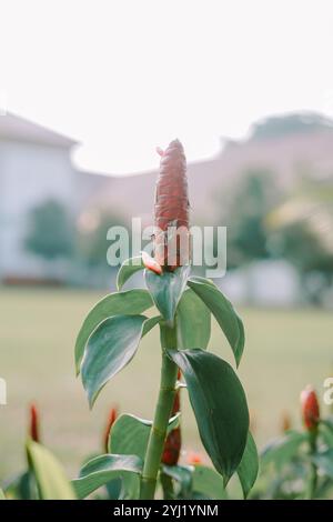 Zingiber est un genre de plantes à fleurs de la famille des Zingiberaceae. Il est originaire d'Asie du Sud-est, en particulier en Thaïlande, en Chine Banque D'Images