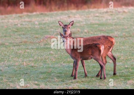 Cerf roux [ Cervus elaphus ] femelle ou Hind avec veau dans un champ à la lumière tôt le matin, île de Mull, Écosse Banque D'Images
