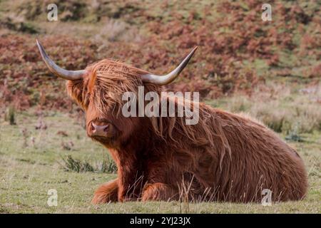 Vache des Highlands [ Bos taurus taurus ] assise au champ, île de Mull, Écosse Banque D'Images