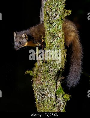 Pine Marten dans la forêt de Dyfi au pays de Galles Banque D'Images