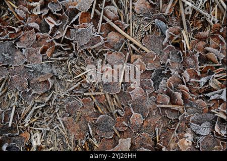 gros plan d'un sol forestier givré couvert de feuilles mortes, de brindilles et d'herbe séchée. Les feuilles sont recouvertes d'une fine couche de givre, ce qui leur donne un te Banque D'Images
