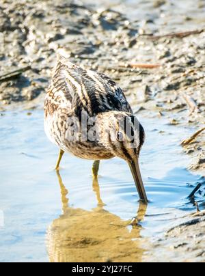 Snipe commune (Gallinago gallinago) Agia Varvara, Chypre. Banque D'Images