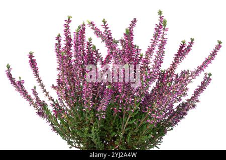 Fleur violette Erica plante en gros plan sur fond blanc Banque D'Images