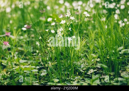 Lancéolé de chiches (Stellaria holostea L.). Fleurs de printemps blanches dans la forêt, la beauté des herbes médicinales. Banque D'Images