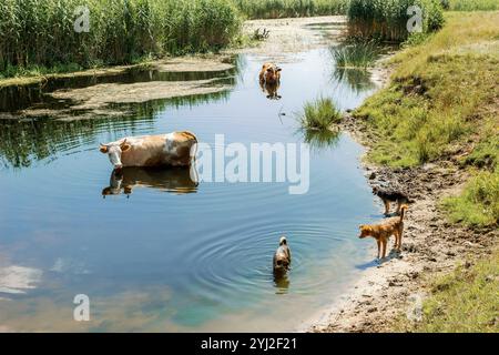 Deux vaches boivent de l'eau de la rivière par temps chaud d'été, scène rurale, reflet dans l'eau. Une vache boit de l'eau en se tenant debout dans la rivière. Banque D'Images