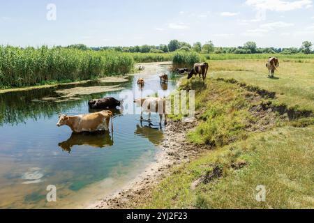 Troupeau de vaches buvant de l'eau de la rivière par temps chaud d'été, scène rurale, réflexion dans l'eau. Une vache boit de l'eau en se tenant debout dans la rivière Banque D'Images