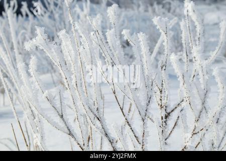 herbe recouverte de givre lors des premières gelées d'automne, arrière-plan naturel abstrait. feuilles vertes de plantes couvertes de gel, vue du dessus. Fin de l'automne, TH Banque D'Images