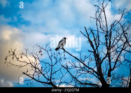 Oiseau perché sur une branche d'arbre sans feuilles contre un ciel nuageux bleu au crépuscule, Berlin, Allemagne Banque D'Images