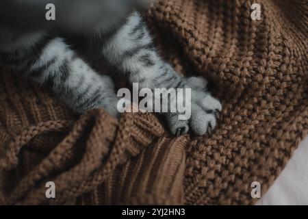 Pattes d'un chat gris sur plaid tricoté. Vue de dessus. Image mignonne. Concept d'animaux de compagnie, toilettage de chat. Image pour bannière. gros plan sur la patte de chat, mise au point sélective Banque D'Images