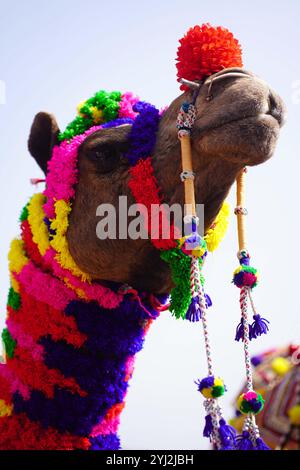 Pushkar, Inde. 10 novembre 2024. Un chameau indien se produit lors d'un concours de décoration de chameau lors de la Foire de chameau de Pushkar à Pushkar, le 10 novembre 2024. Des milliers de commerçants de bétail de la région viennent à la traditionnelle foire de chameaux où le bétail, principalement des chameaux, est échangé. La foire annuelle du chameau et du bétail est l'une des plus grandes foires du monde. Photo par ABACAPRESS. COM Credit : Abaca Press/Alamy Live News Banque D'Images