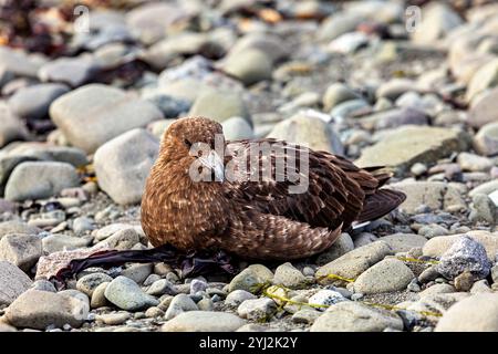 Un Skua subantarctique dans la nature Banque D'Images