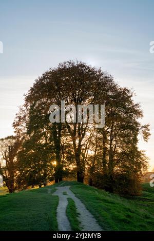 Avebury cercle de pierre hêtres sur les remparts en fin d'après-midi lumière du coucher du soleil d'automne. Avebury, Wiltshire, Angleterre Banque D'Images