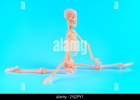 Modèle de squelette humain affiché en position fractionnée sur un fond bleu vif, adapté aux études anatomiques et aux démonstrations de flexibilité. Banque D'Images