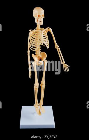 Modèle détaillé de squelette humain affiché sur fond noir, idéal à des fins éducatives en anatomie et biologie. Banque D'Images