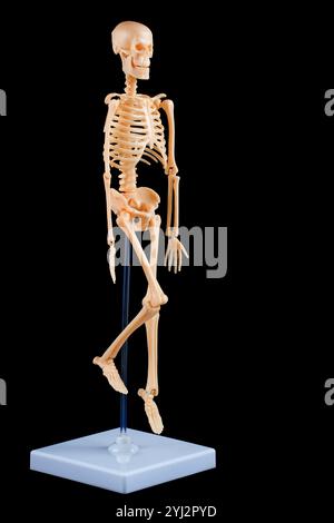 Modèle de squelette humain dans une pose dynamique sur une base claire sur fond noir, idéal pour l'éducation et les démonstrations d'anatomie. Banque D'Images