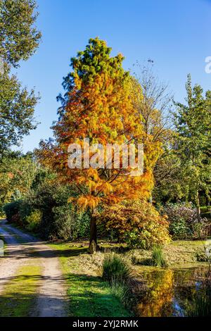 Arbre avec le feuillage changeant de couleur du vert à l'or jaunâtre dans la zone forestière à côté du chemin de terre rural, végétation luxuriante, jour d'automne ensoleillé à Willy Dohme Banque D'Images