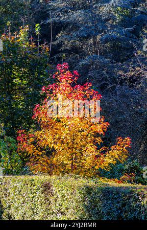 Arbre avec le feuillage changeant de couleur du vert à l'or jaunâtre dans la zone forestière à côté du chemin de terre rural, végétation luxuriante, jour d'automne ensoleillé à Willy Dohme Banque D'Images