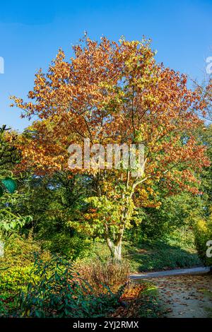 Arbre d'automne dans la zone boisée du parc Willy Dohmen, changement saisonnier de couleur du vert à l'or et brun, étroit chemin piétonnier entre verdure et arbres Banque D'Images