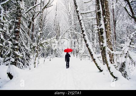 Une femme solitaire se tient sur un chemin enneigé dans une forêt hivernale, tenant un parapluie rouge vif. Banque D'Images