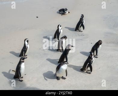 Pingouins africains, Spheniscus demersus, également connu sous le nom de manchots du Cap marchant sur la plage de Boulders en Afrique du Sud Banque D'Images