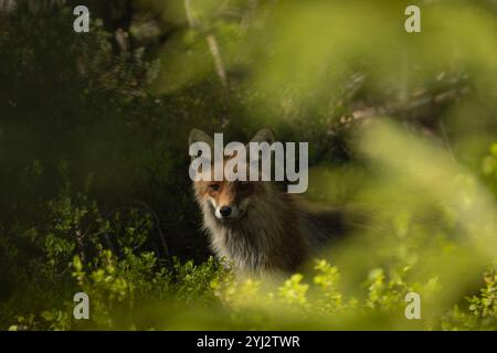 Renard roux caché sous un buisson dans la forêt. La photo a été prise dans le nord de la Suède. Banque D'Images