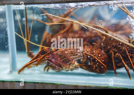 Les homards frais sont exposés dans des réservoirs sur un marché de Hong Kong, entourés de clients et de vendeurs tôt dans la journée. Banque D'Images