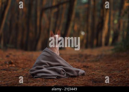 Un terrier sans poil américain est assis enveloppé dans une couverture dans la forêt, entouré de grands arbres. Le chien a l'air confortable et paisible, profitant de l'automne Banque D'Images