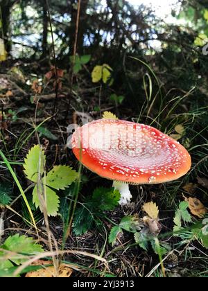 Un champignon rouge frappant avec des taches blanches se trouve au milieu d'un feuillage vert luxuriant dans une forêt vibrante. La scène naturelle capture la beauté et la diversité de Banque D'Images