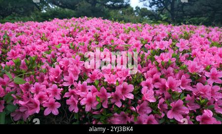 Superbes fleurs d'azalée rose en pleine floraison, mettant en valeur des couleurs vibrantes et la beauté fraîche du jardin, parfait pour l'inspiration printanière, les motifs floraux, la nature Banque D'Images