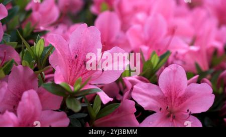 Superbes fleurs d'azalée rose en pleine floraison, mettant en valeur des couleurs vibrantes et la beauté fraîche du jardin, parfait pour l'inspiration printanière, les motifs floraux, la nature Banque D'Images